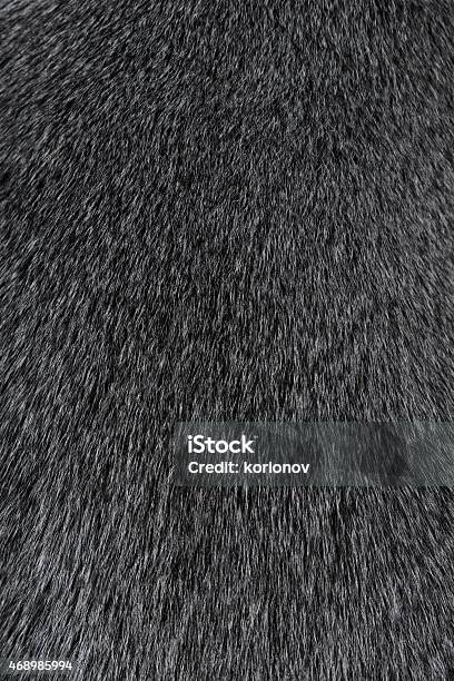 Texture Of Smooth Animal Gray Hair Stock Photo - Download Image Now - Animal Hair, Fur, Dog