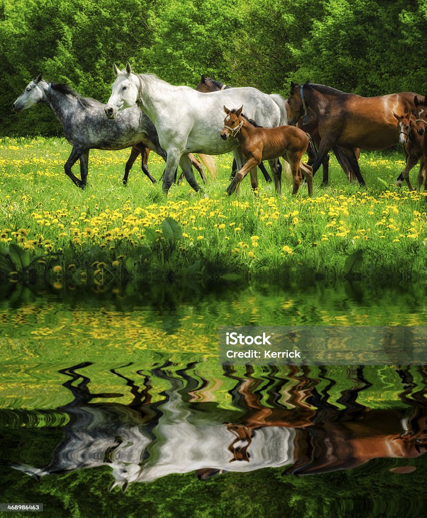 Herde von Pferden spiegeln warmblood - Lizenzfrei Aktivitäten und Sport Stock-Foto