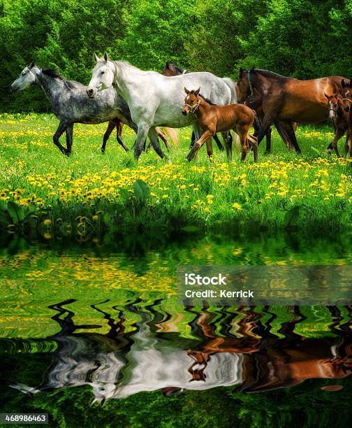 Herde Von Pferden Spiegeln Warmblood Stockfoto und mehr Bilder von Aktivitäten und Sport - Aktivitäten und Sport, Bewegung, Braun