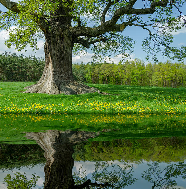 один oak на луг, отражающее - kalte eiche стоковые фото и изображения