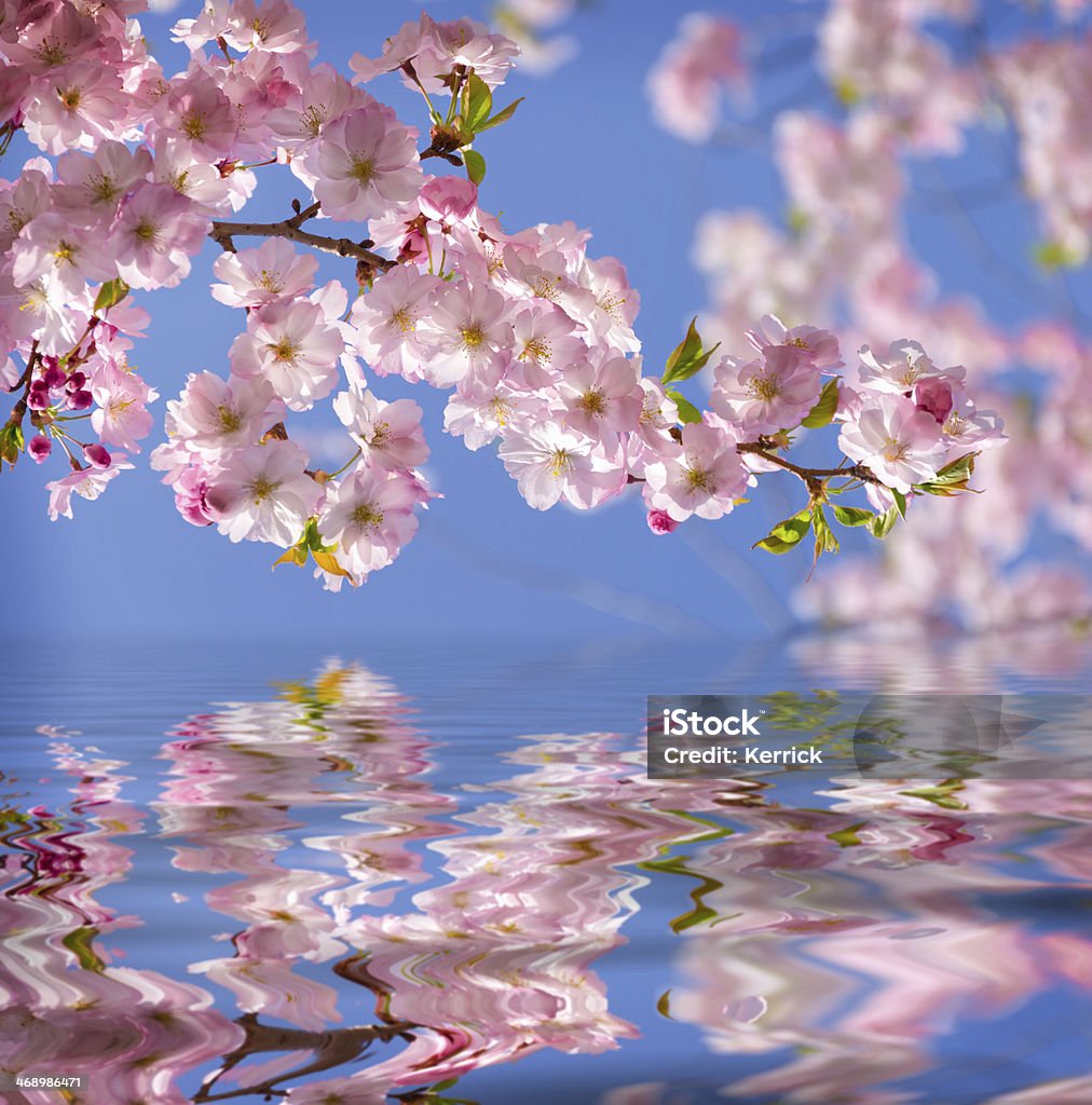 Japanische Kirschblüten mirroring - Lizenzfrei Kirschblüte Stock-Foto