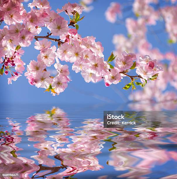 Japanische Kirschblüten Mirroring Stockfoto und mehr Bilder von Kirschblüte - Kirschblüte, Wasser, April