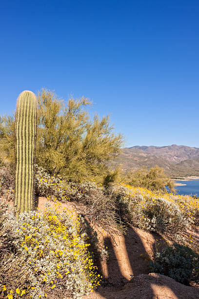 istock Spring in the Arizona Desert 468986646