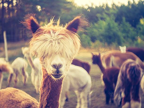 istock Vintage alpaca portrait 468987522