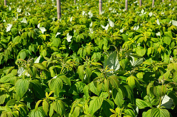 istock New Growth Blackberry Vines 468988421