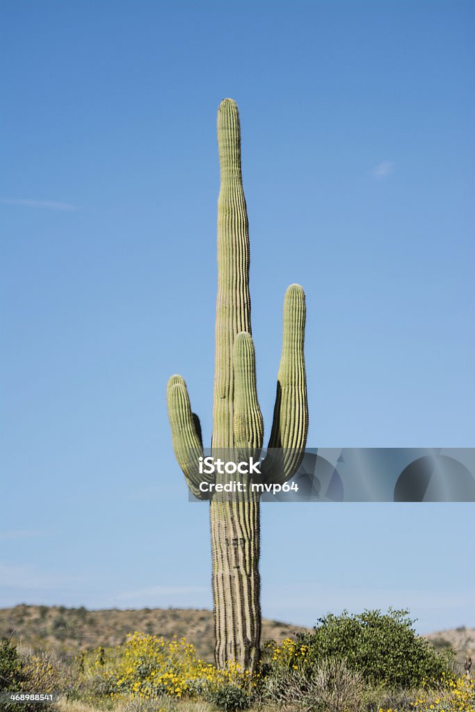 Saguaro-Kandelaberkaktus - Lizenzfrei Arizona Stock-Foto