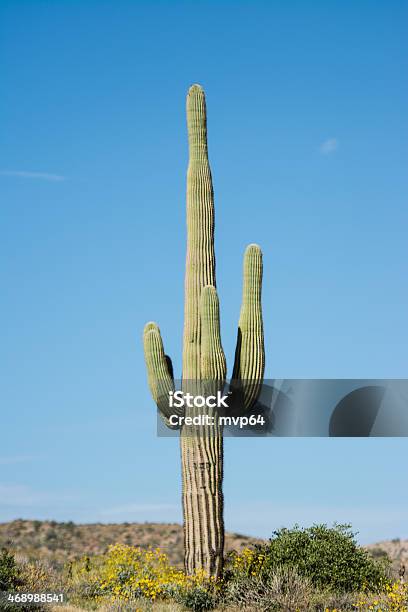 Saguarokandelaberkaktus Stockfoto und mehr Bilder von Arizona - Arizona, Berg, Fotografie