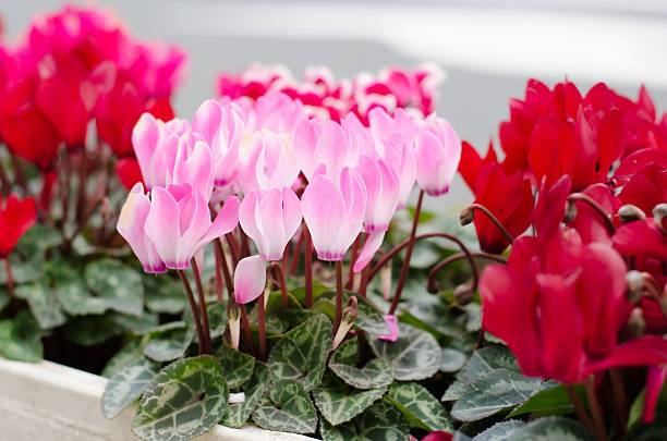 Cyclamen hederifolium  blooming in pot, Japan Cyclamen hederifolium  blooming in pot, Japan cyclamen stock pictures, royalty-free photos & images