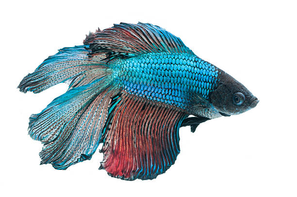 istock beautiful betta splendens isolated on white background 468988752