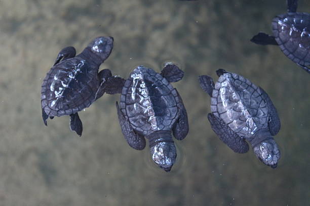 istock swimming baby water turtles 468989582