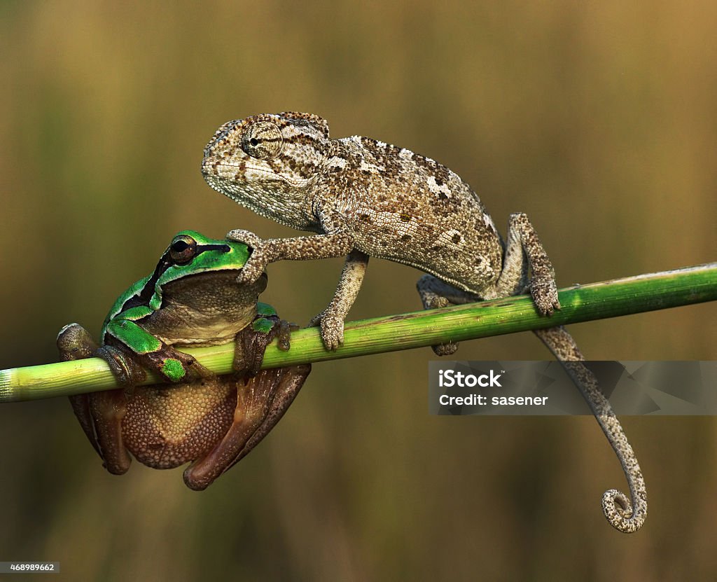 shut up - Lizenzfrei Tier Stock-Foto