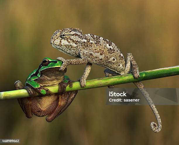 Shut Up Stockfoto und mehr Bilder von Tier - Tier, Humor, Wildtier