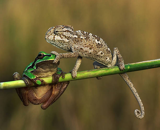 shut up A chameleon was bored because of the chatter frog. chameleon photos stock pictures, royalty-free photos & images