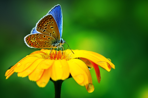 A macro image of a butterfly pollinating yellow flowers.