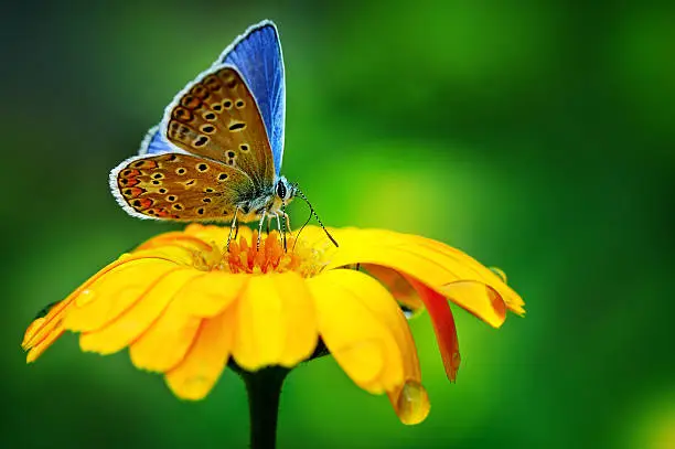 Photo of blue butterfly