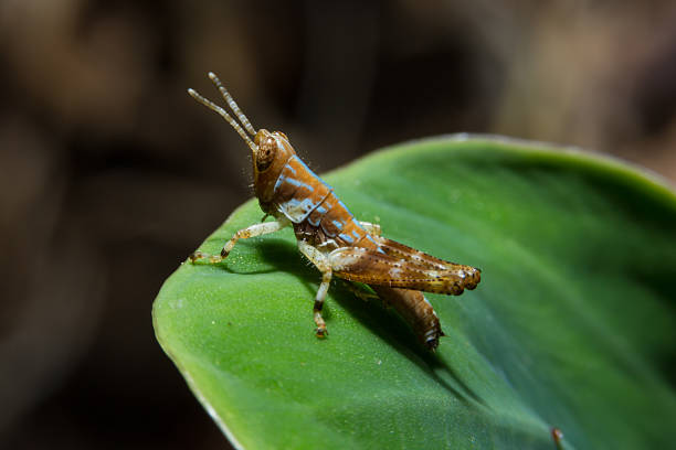 Small grasshopper holding on green leaf. Small grasshopper holding on green leaf with close up detailed view by macro lens. orthoptera stock pictures, royalty-free photos & images