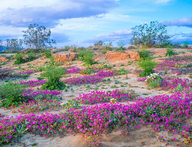 istock Anza Borrego Desert State Park, California (P) 468992187