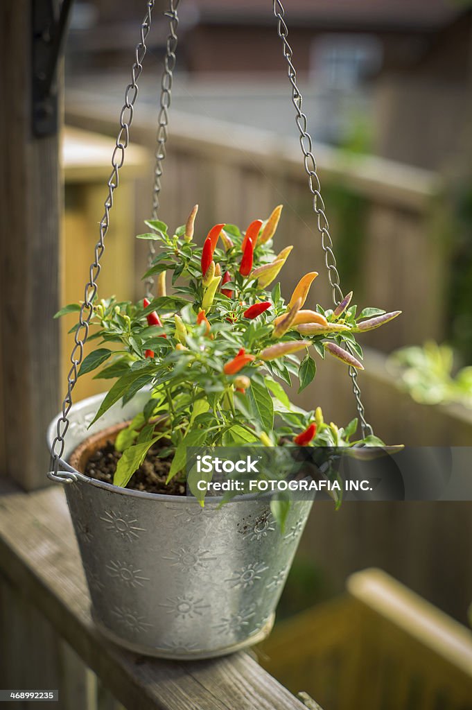 Pimientos jardín en casa con opciones frías y calientes - Foto de stock de Agricultura libre de derechos