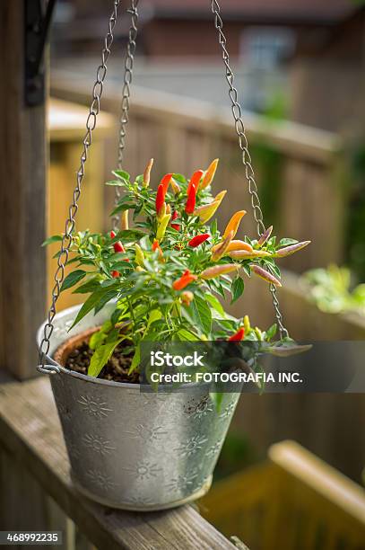 Peperoni Caldi Casa Garden - Fotografie stock e altre immagini di Agricoltura - Agricoltura, Ambientazione esterna, Annaffiatoio