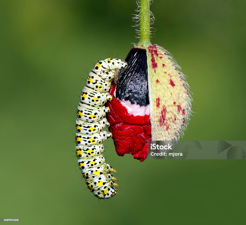 Colors of nature Caterpillar and poppy  describes beauty of the spring and nature 2015 Stock Photo