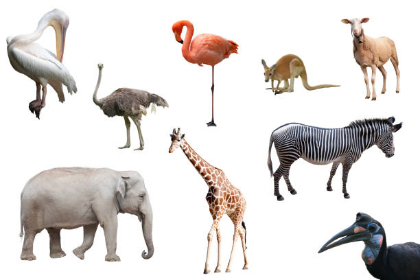 istock Beautiful animals and birds isolated 468992348