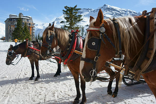 istock Horses in Avoriaz ready to pull the sleigh. 468992426
