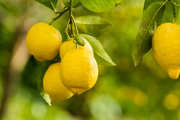 zitronen auf einem baum in einem obstgarten in sizilien - lemon lemon tree tree branch stock-fotos und bilder