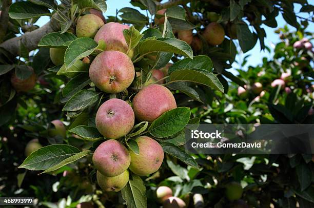 オーガニックのリンゴ Ripening の木 - アメリカ合衆国のストックフォトや画像を多数ご用意 - アメリカ合衆国, オーガニック, カラー画像