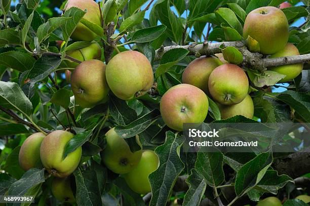 Organiczne Jabłka Dojrzewania Na Drzewo - zdjęcia stockowe i więcej obrazów Bez ludzi - Bez ludzi, Chmura, Dojrzały