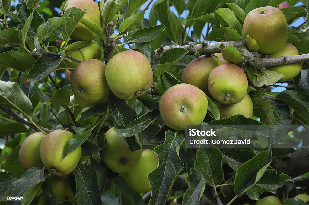 Органические яблоки Ripening на дерево - Стоковые фото Без людей роялти-фри