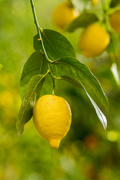 istock Lemons on a tree in an orchard in Sicily 468994500
