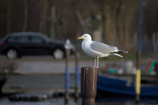 European herring gull (Larus argentatus) sitting on metal pole with defocused background.