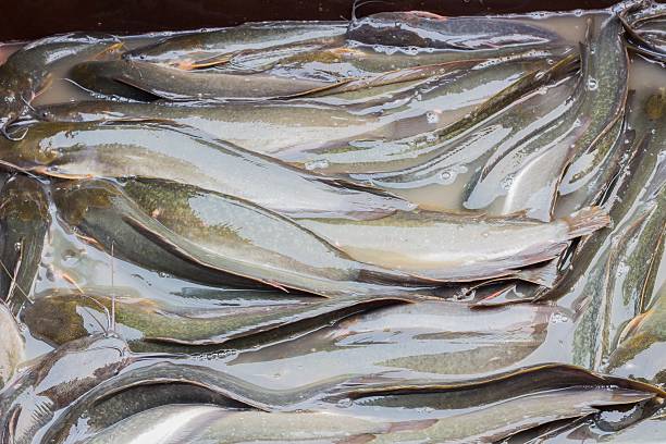 istock many catfish in thai market, 468995162
