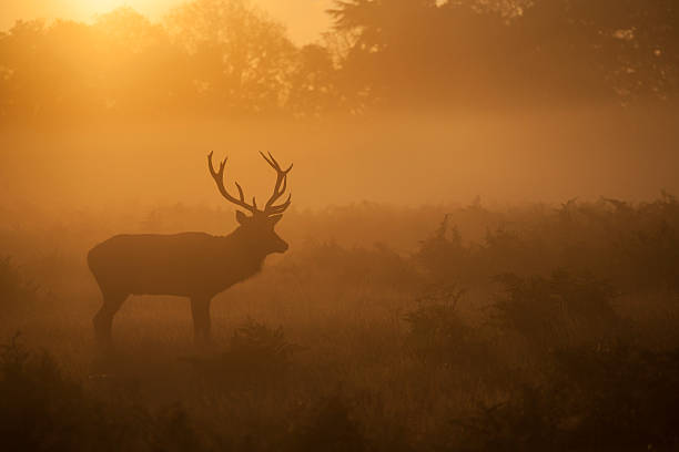 istock Red deer stag at sunrise 468995620