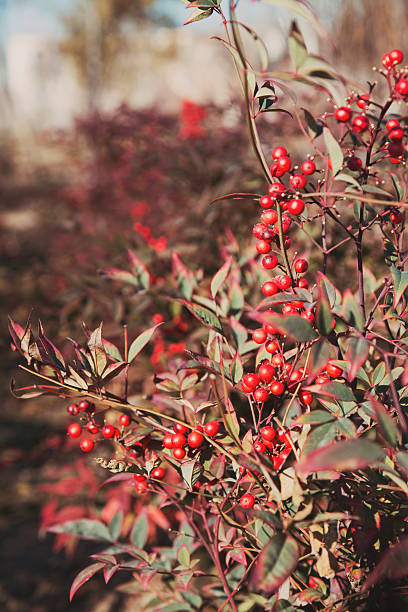 istock autumnal nature with berries 468996004