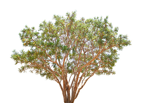 Boswellia tree is used to produce olibanum, photo taken in Oman
