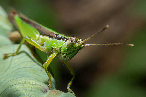 istock Close up detailed of grasshopper face. 468996150