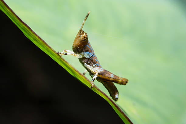 Grasshopper holding on green leaf with close up detailed view. Grasshopper holding on green leaf with close up detailed view by macro lens. orthoptera stock pictures, royalty-free photos & images