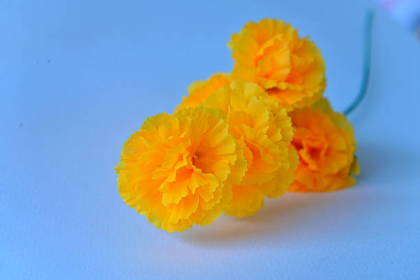 istock beautiful yellow  marigold close up 468996424