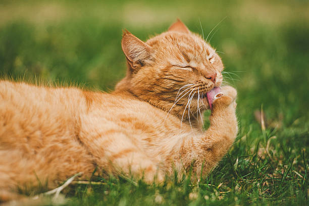 istock Cat outdoors 468996560