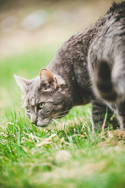 Spring portrait of a cute cat sitting watching her surroundings. 