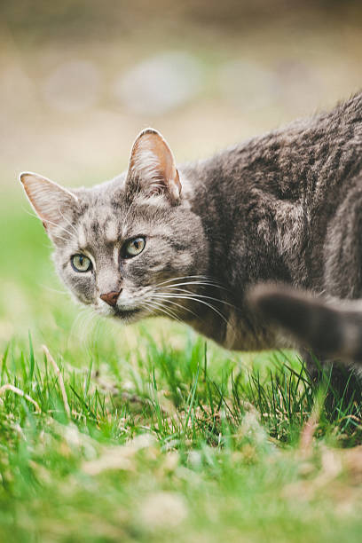 istock Close-up portrait of a cute cat 468996582