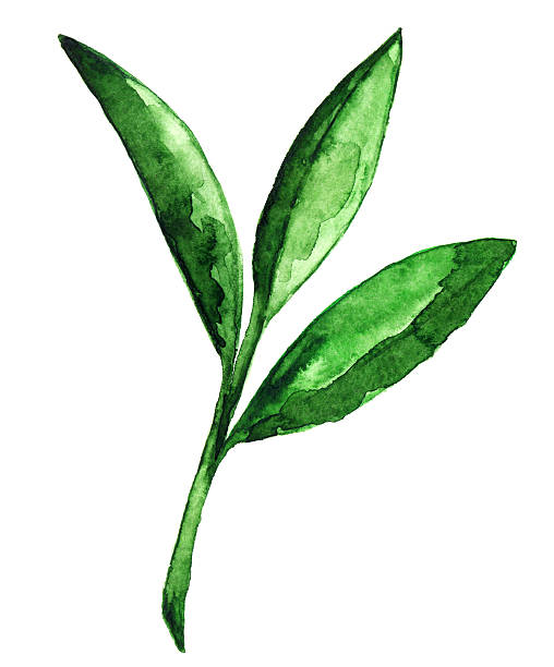 ilustrações, clipart, desenhos animados e ícones de aquarela de chá verde folhas isolado - bamboo bamboo shoot green isolated