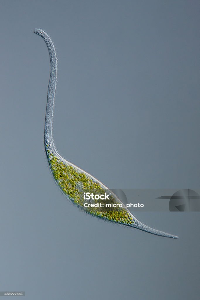 Ciliat Amphileptus procerus - Foto de stock de Reino Protista libre de derechos