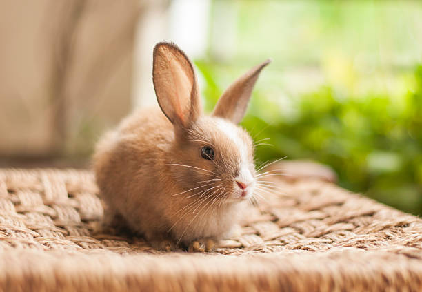 istock Little cute baby bunny 03 468999824