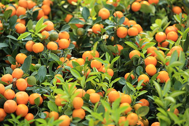 istock mandarine oranges grow on tree 469000311
