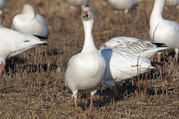 istock Greater Snow Geese Feeding 469000750