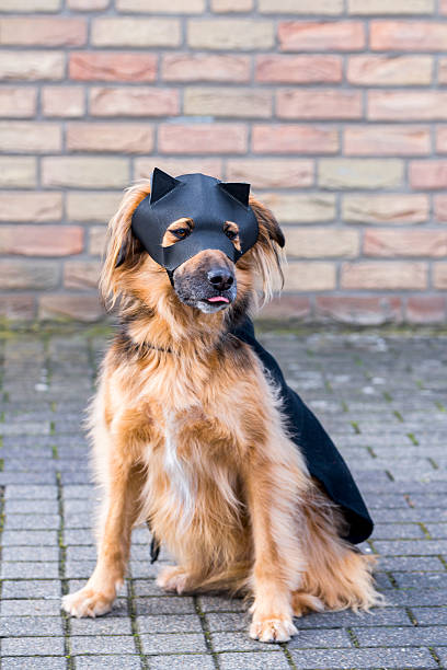istock Dog with Zorro Mask 469000932
