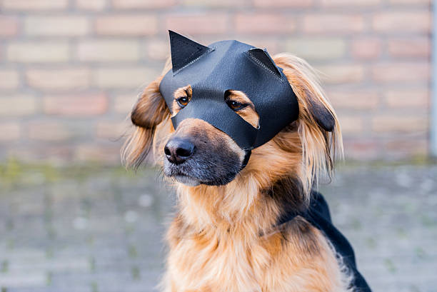 istock Dog with Zorro Mask 469000938
