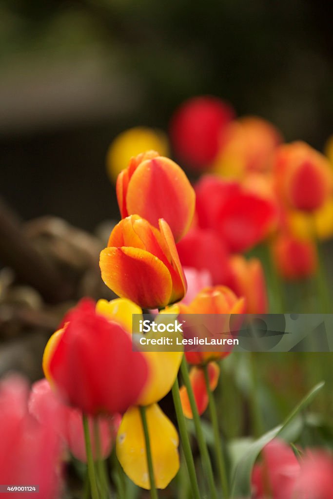 Tulips Vibrant colors of tulips 2015 Stock Photo